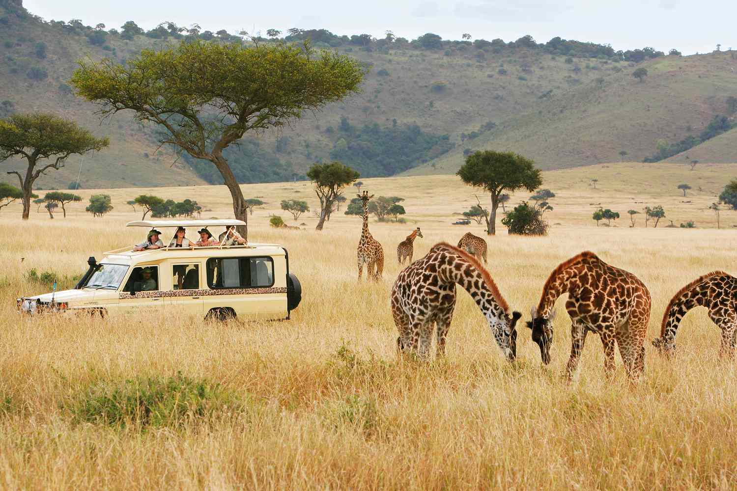 Safari vehicles in open landscape